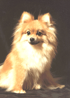 [Dog]