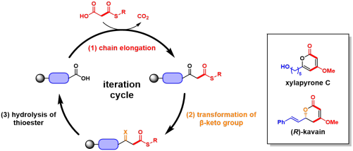 solid_phase_polyketide_synth