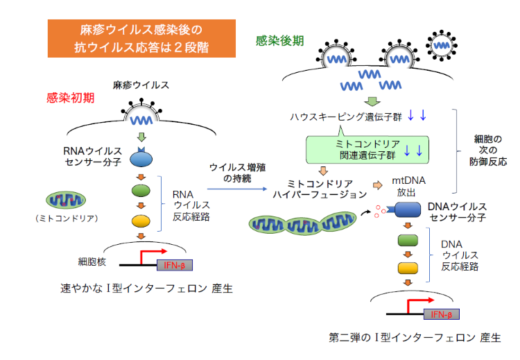 ウイルスの基礎知識動画3本（その１、ウイルス増殖、その２、ヒトのウイルスに対する免疫、その３、ウイルスＲＮＡ検出法）（2月24日作成）