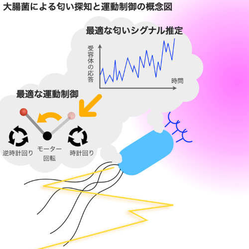 図1_kobayashi.png