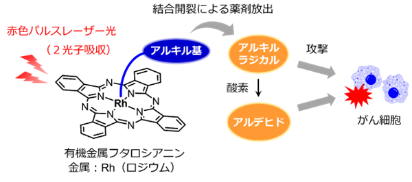 光がん治療法の新原理を提案-1.png