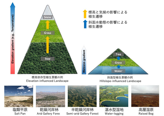 東京大学 生産技術研究所:斜面水動態に影響された不思議な植生景観を世界各地で発見
