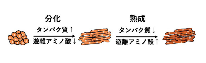 培養肉の「味成分」は熟成で増加～分化と熟成がもたらす遊離アミノ酸変化を解明し、味制御へ～