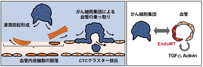 cancer04.png